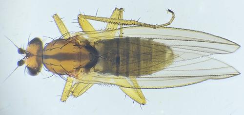 Réf. 316 801 : Lonchoptera lutea